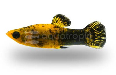 Gold Dust Molly :: 47010