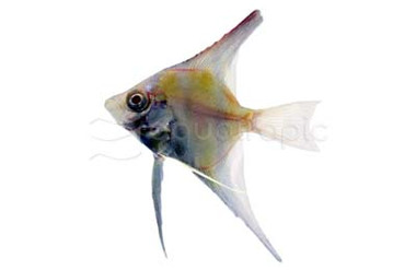 Albino Pearlscale Angelfish - Quality Marine