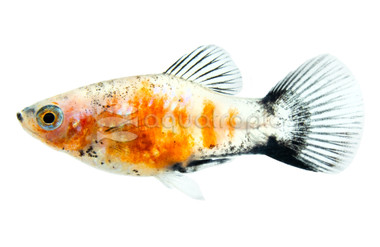 Silver Redtop MM Platy :: 99899