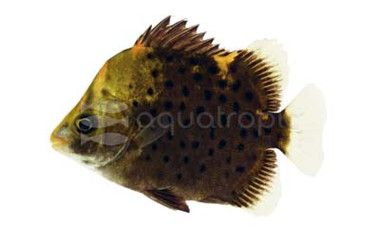 Spotted Red/Ruby Scat :: 64001