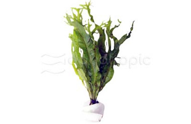 Microsorum 'Windlov' (rooted) :: 80572