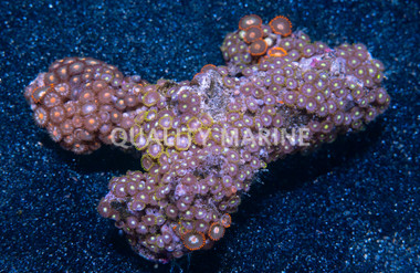 Mixed Colored Colony Polyp :: 55549