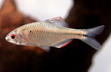 Taiwanese Blue Amur Bitterling :: 38022
