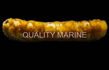 Assorted Sea Cucumber  :: 53000