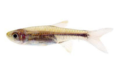 Red Cherry Rasbora :: 71938