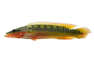 Pike Zebra Cichlid :: 35391