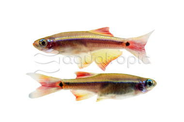 Long Fin White Cloud Minnow, Juvenile  :: 46003