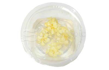 Anubias barteri 'White Rose' Cup AT :: 75890