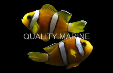 Maldives Black Pearl Clarkii Clownfish, Juvenile, QM Labs :: 14182