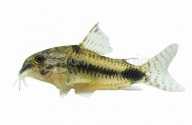 Pygmy Habrosus Catfish :: 17045