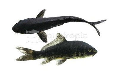 Premium Black Koi :: 45300