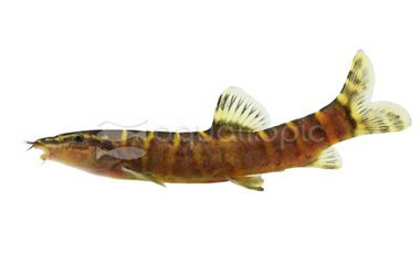 Chinese Golden Zebra / Twelve-banded Loach :: 88794