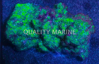 Cyphastrea Coral :: 52619