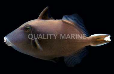 Halfmoon Triggerfish :: 32031