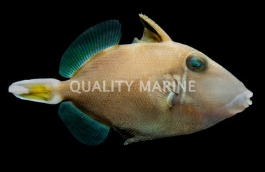 Halfmoon Triggerfish :: 32031
