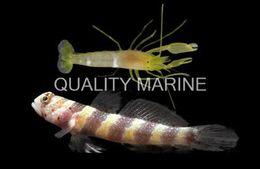 Wheeler's Watchman Goby w/ Pistol Shrimp :: 18714