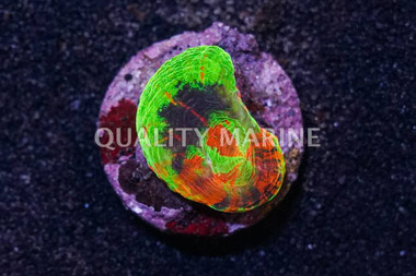 Scoly, Master :: 62450