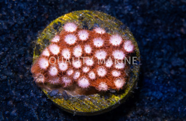 Peppermint Cyphastrea :: 62494