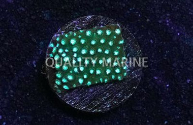 Spearmint Cyphastrea :: 62493