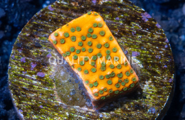 Sunset Monti :: 25464