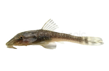 Otocinclus Dwarf Gold Drop :: 17347