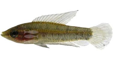 Licorice "Bintan" Gourami :: 28126