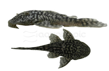 Slate Plecostomus :: 37594