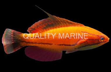 McCosker's Flasher Wrasse, Male cf African :: 20986