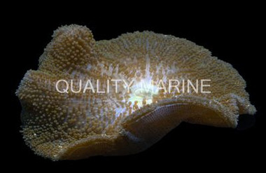 Orange Yellow Tip Carpet Anemone :: 50091