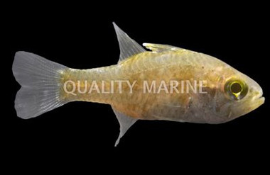 Frostfin Cardinalfish :: 13574