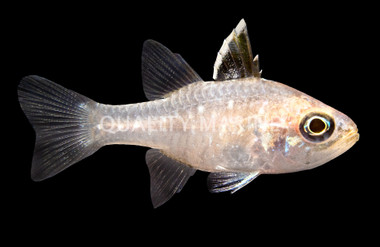 Frostfin Cardinalfish :: 13574