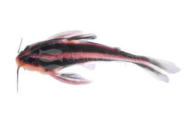Striped Raphael Catfish :: 17307