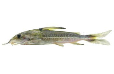 Turushuqui Ornatus :: 17328