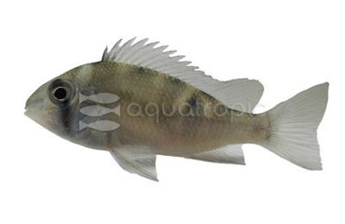 Eartheater Greenstreaked :: 18406