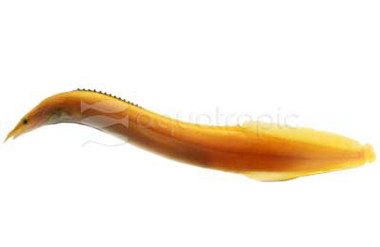 Fire Golden :: 65817