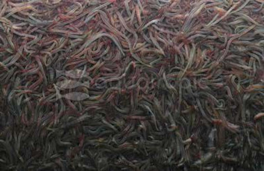 Black/Red Worms :: 66500