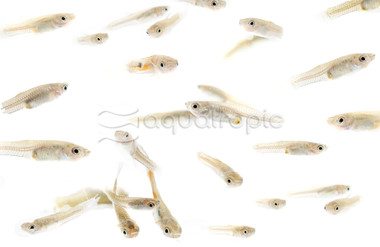 Guppy Feeder :: 33300