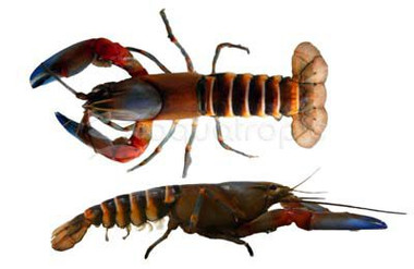 Lorentzi Red Claw Lobster :: 90022