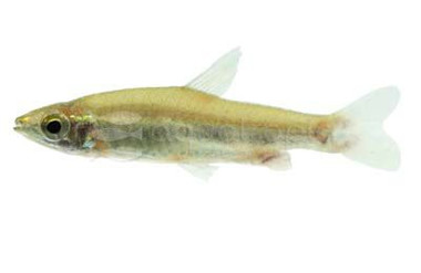 Beckford's Brazilian Pencilfish :: 53505