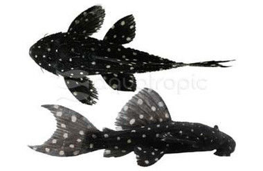 King Galaxia Plecostomus :: 30059