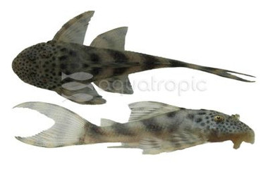 Spotted Fin Plecostomus :: 63812