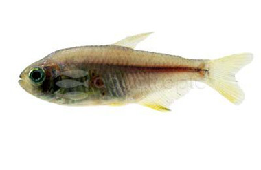 Itaparicensis Brazilian Tetra :: 86459