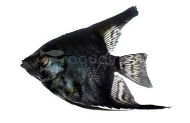 Avatar Turkish Green Angelfish :: 03039