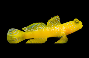 False Yellow Spotted Watchman Goby :: 18718