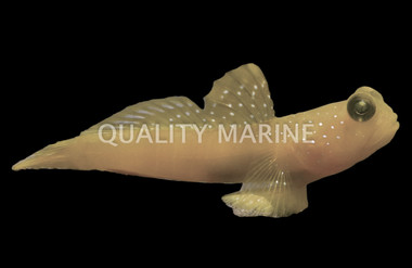 False Yellow Spotted Watchman Goby :: 18718