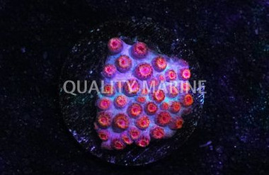 Cyphastrea, Blue w/Orange Polyps (Bizarro) :: 62491