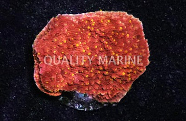 Cap, Orange w/ Orange polyps  (Starburst) :: 62478