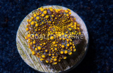 Encrusting, Green w/ Red Polyp (Reverse Sunset) :: 62465