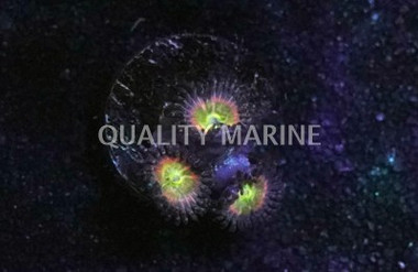 Zoa, Rainbow Spectrum :: 62485