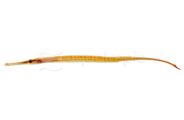Red Line Short-tailed Pipefish  :: 49516